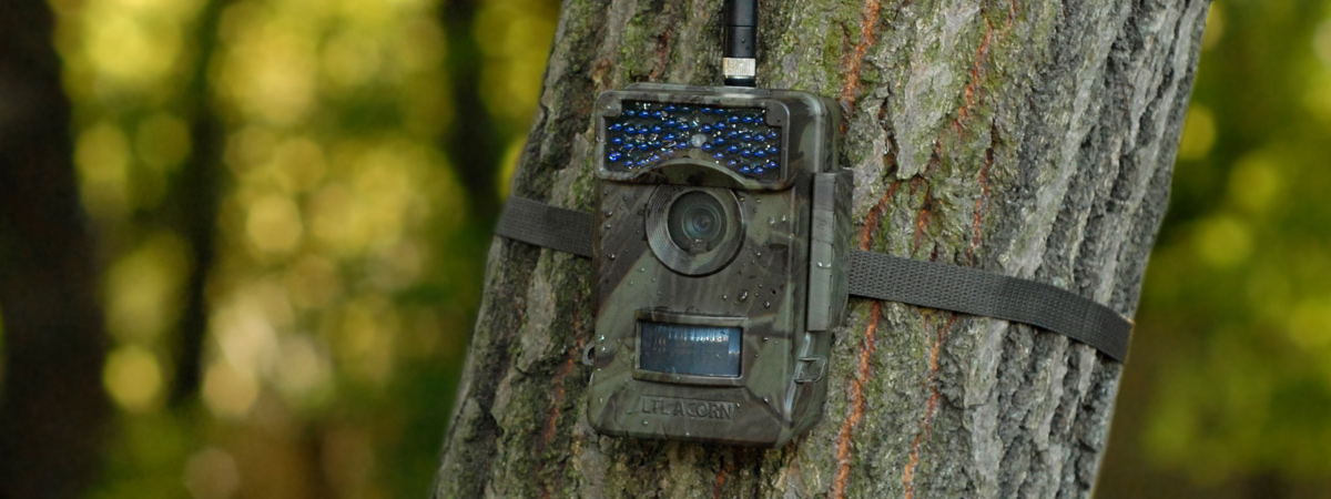 Kamery leśne - fotopułapki
