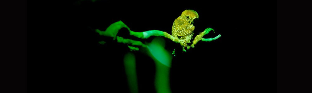Latarka Ledlenser - Zwierzęta nie widzą zielonego światła