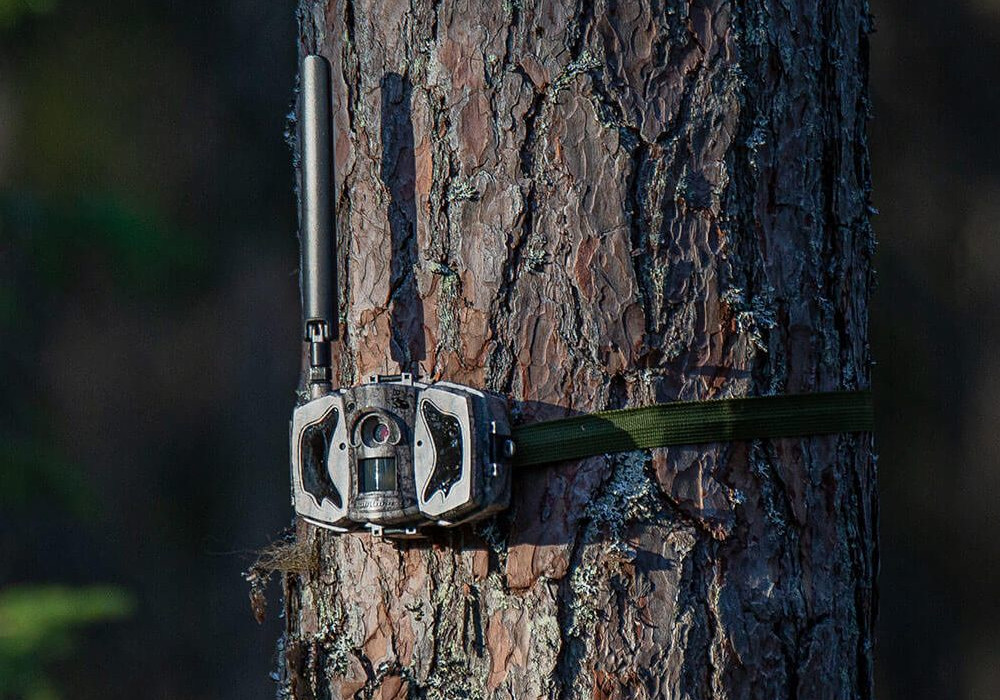 fotopułapka zamocowana na drzewie, FOTOPUŁAPKI, KAMERY LEŚNE