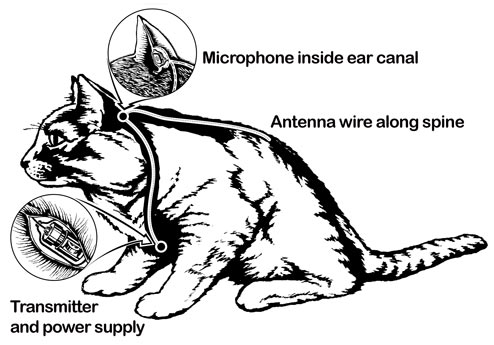 Jak miał wyglądać Akustyczny Kotek? W uszach mikrofony, w klatce transmiter, a w ogonie antena (fot. wikipedia)