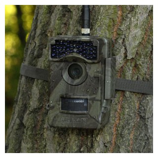 Fotopułapki, kamery leśne
